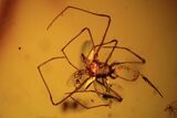 Detailed Fossil Spider (Aranea paradoxa) In Baltic Amber #90867-2